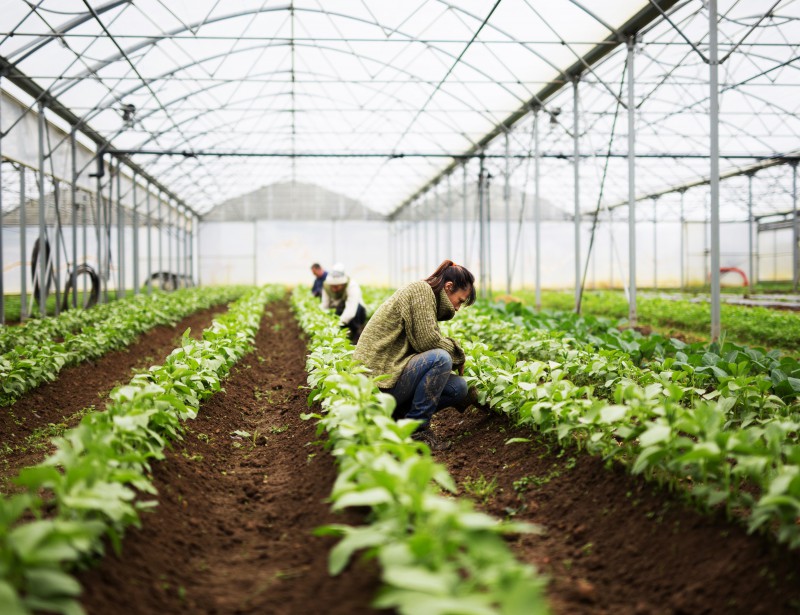 Jardins de Cocagne  des paniers bio, locaux et solidaires