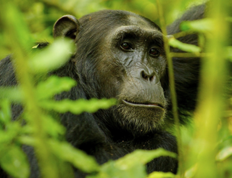 Environnement En 50 ans le monde a perdu 68 % de ses animaux vertébrés selon WWF