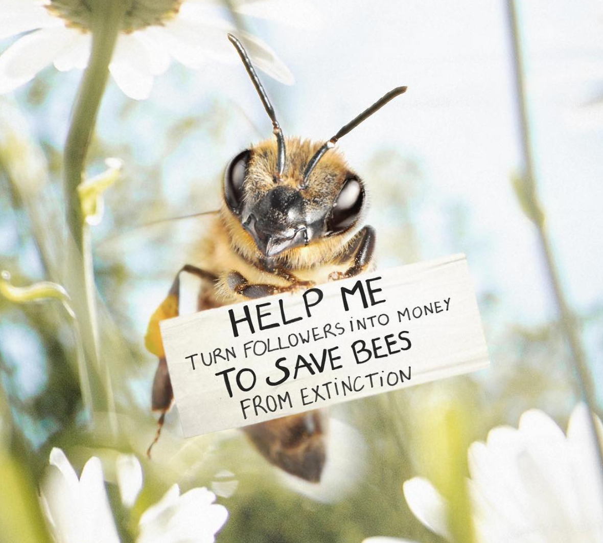Cette Abeille Lance Son Compte Instagram Pour Nous Inciter A La Sauver