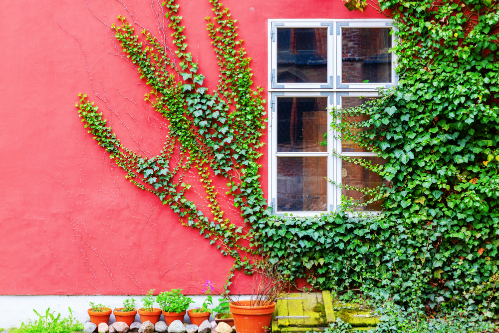 Comment vgtaliser les murs de son logement ?