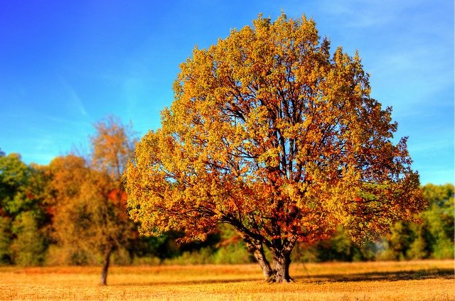 À quoi sert un arbre ?