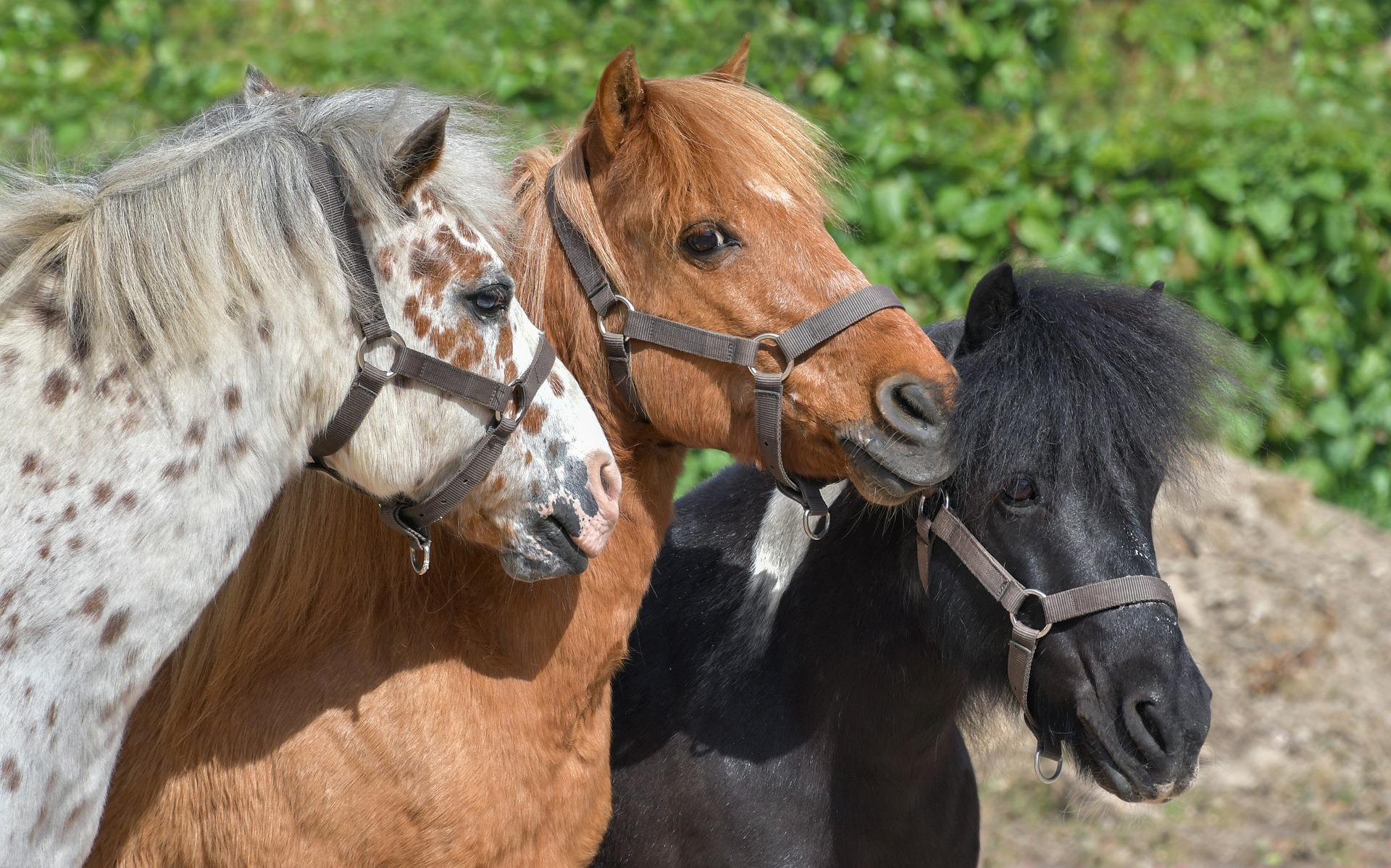 Les balades à poney dans les parcs de Paris, bientôt interdites ?