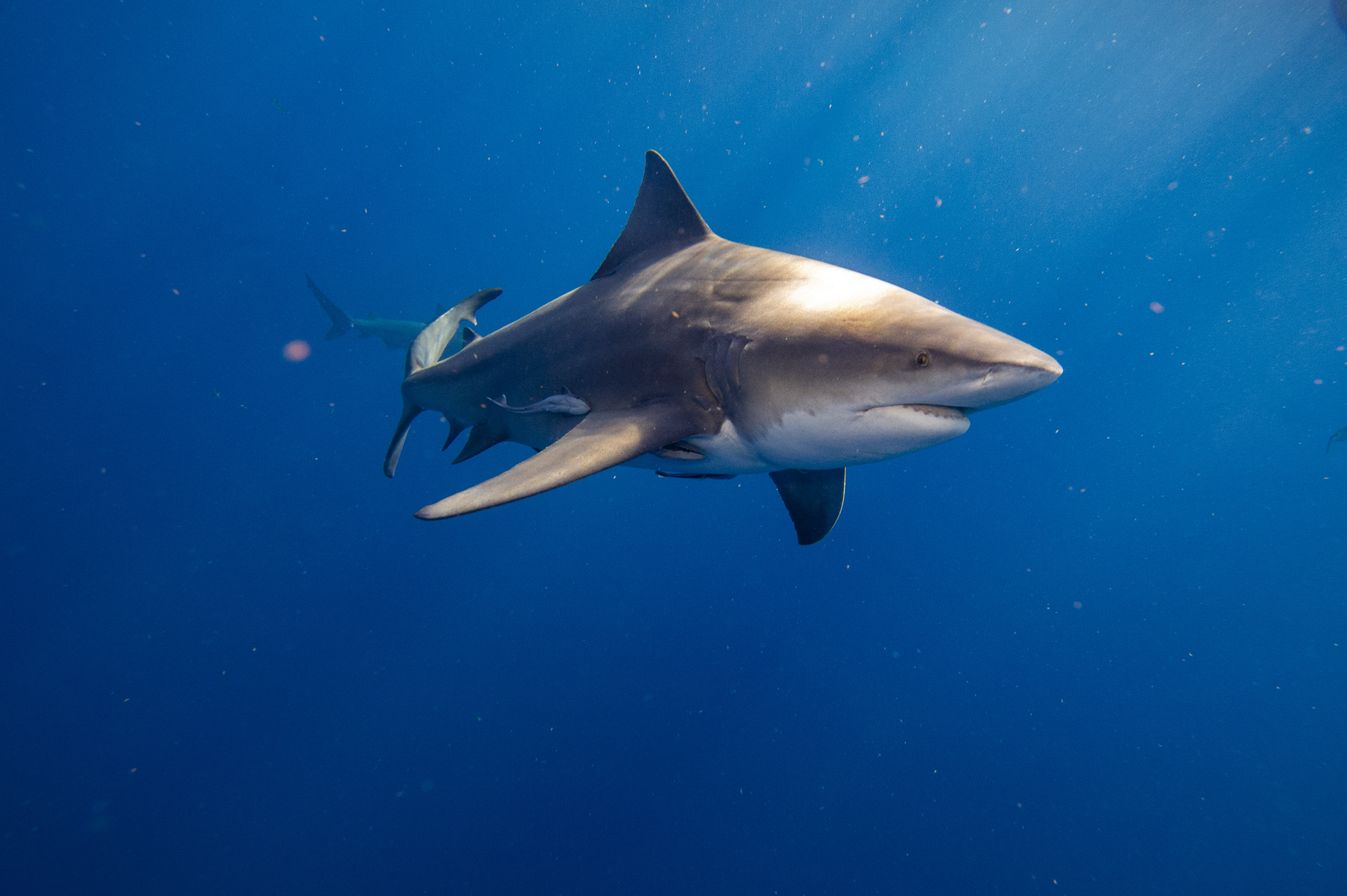Pourquoi le requin est-il une espèce menacée ? 