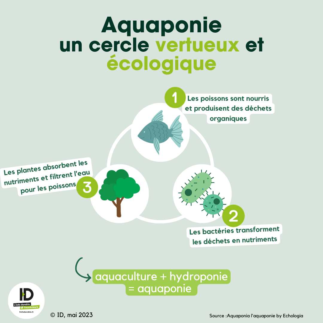 Infographie aquaponie