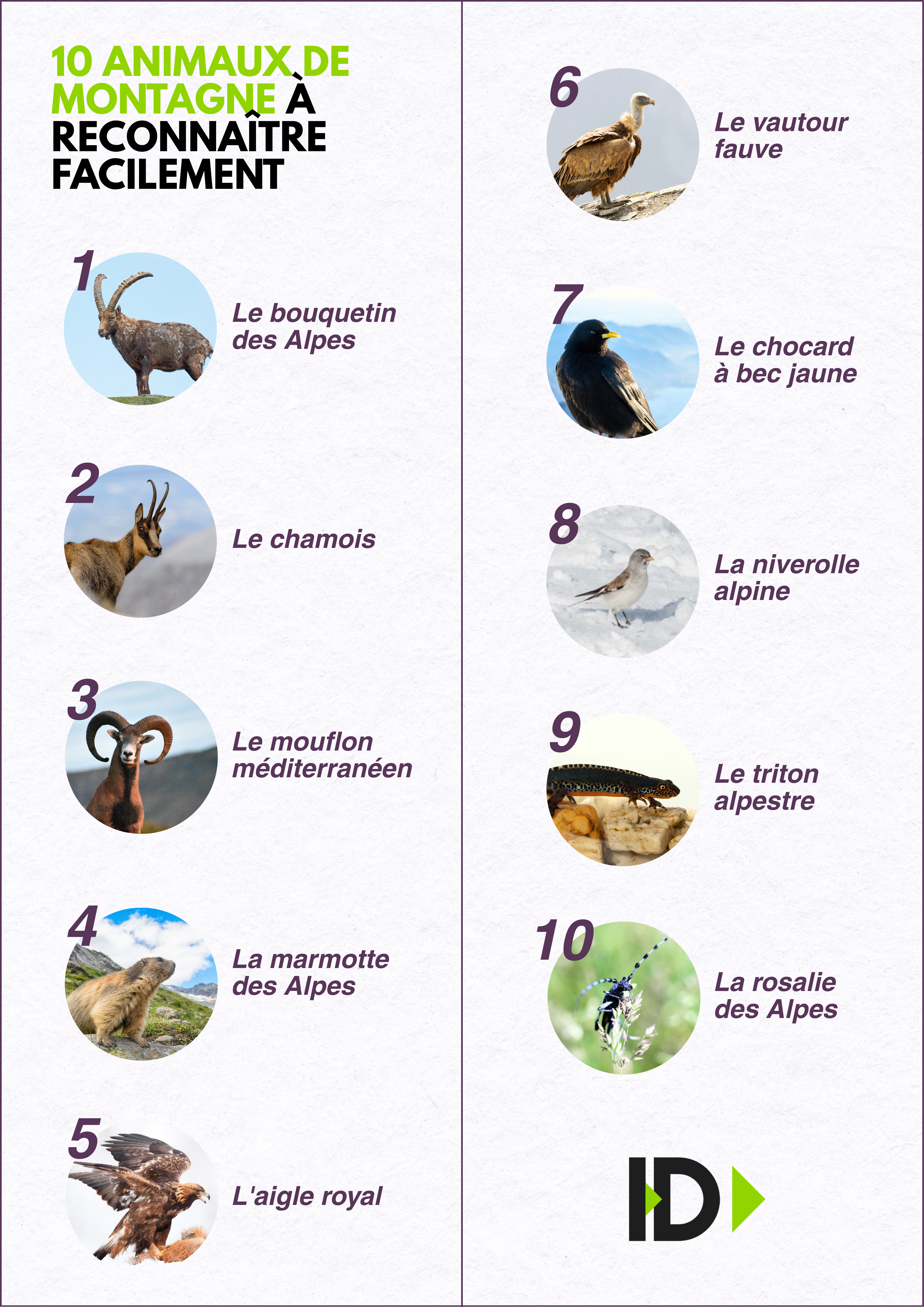 Infographie -  Animaux de montagne