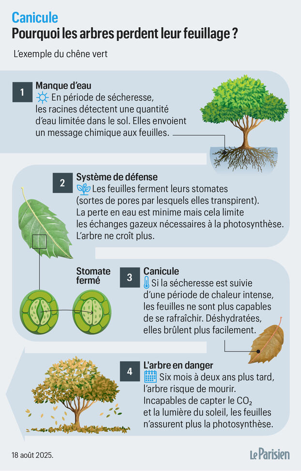 ©LeParisien