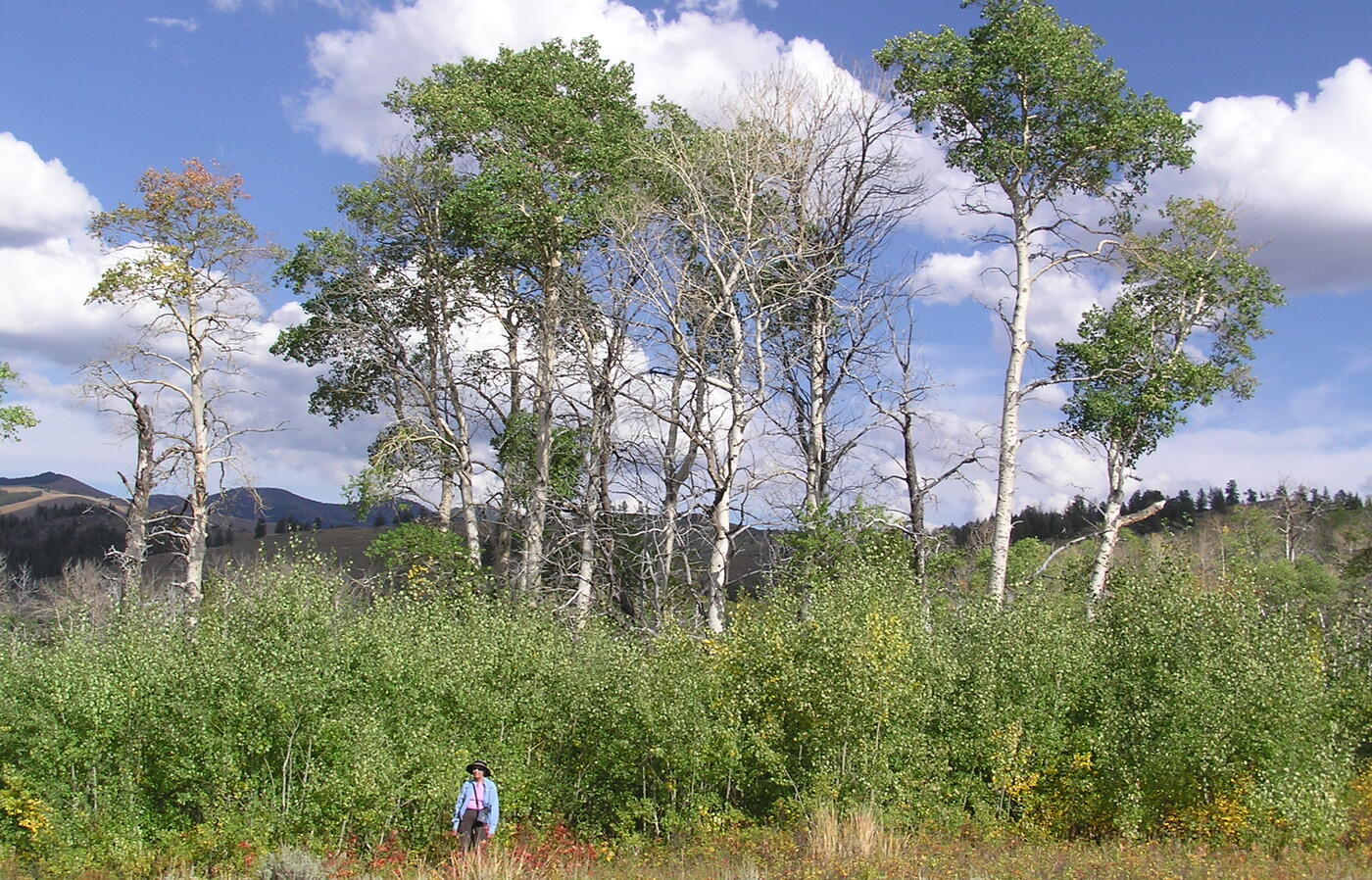 Parc national de Yellowstone, Oregon, États-Unis. ©OregonState University