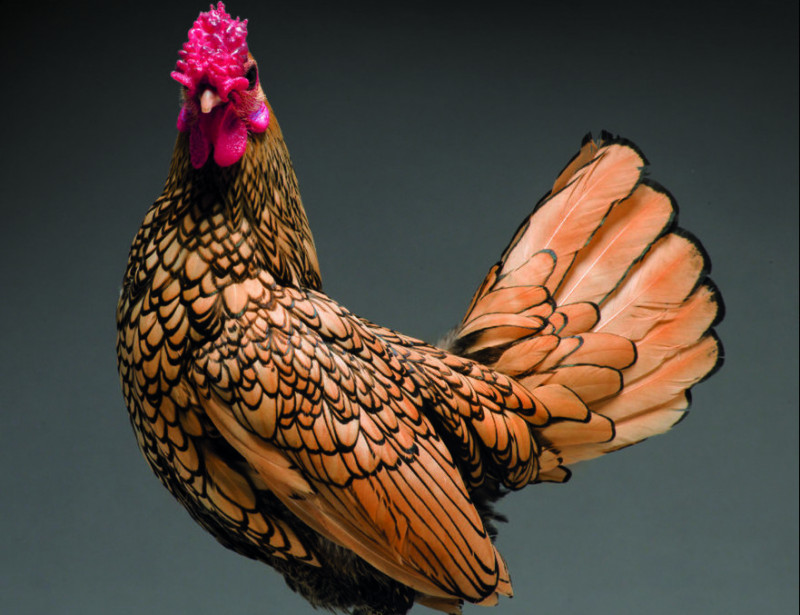 La Poule Animal Tendance Du Moment
