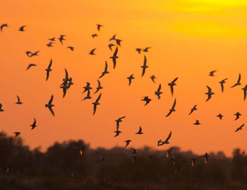 Voyage Périlleux Pour Les Oiseaux Migrateurs