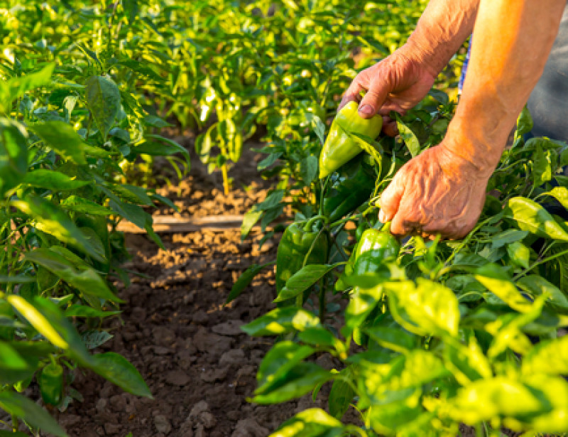 Agriculture : quand le "sans-labour" gagne du terrain