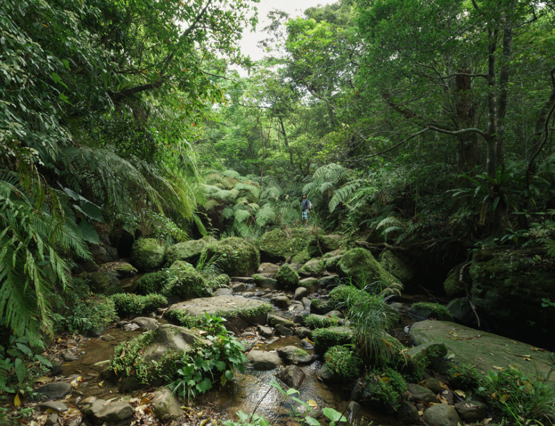 japon-cette-m-thode-de-reforestation-a-permis-de-planter-40-millions