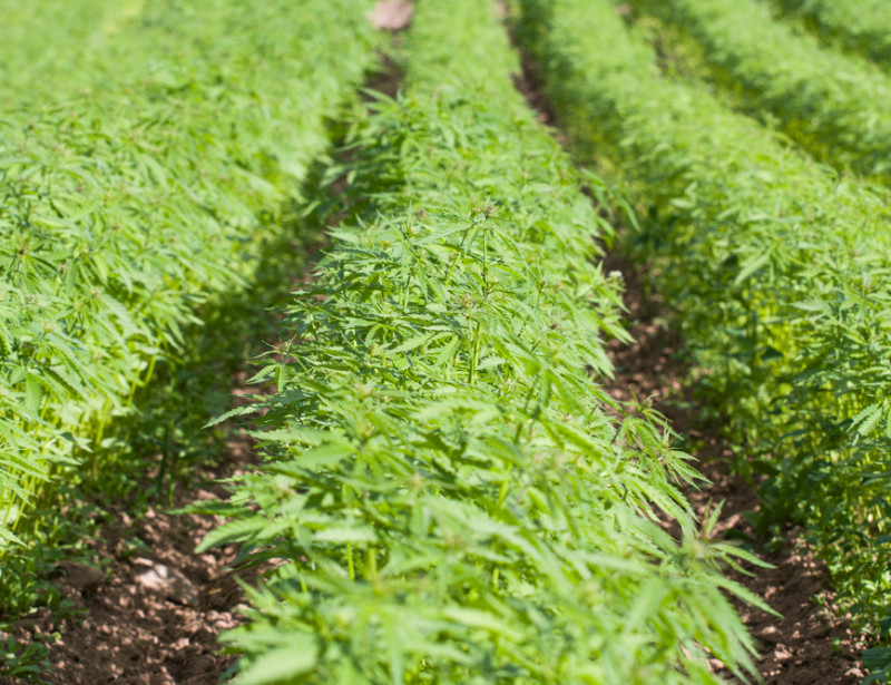 Le Chanvre Fait Son Retour En France