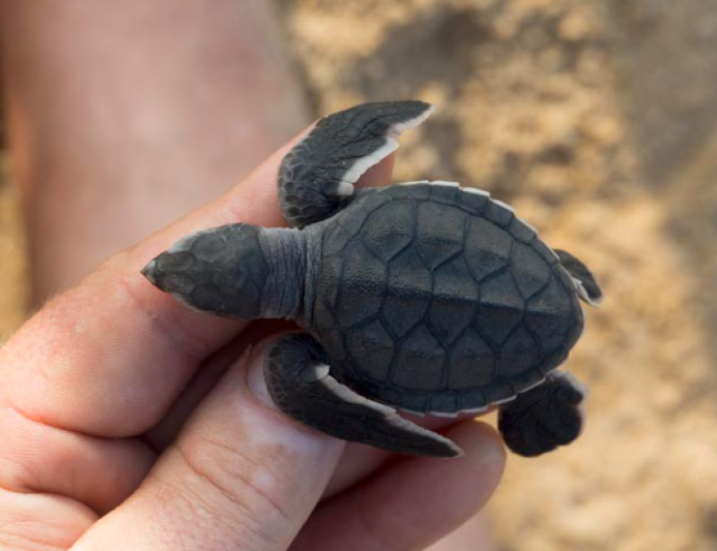Cote D Ivoire D Anciens Braconniers Protegent Desormais Les Tortues