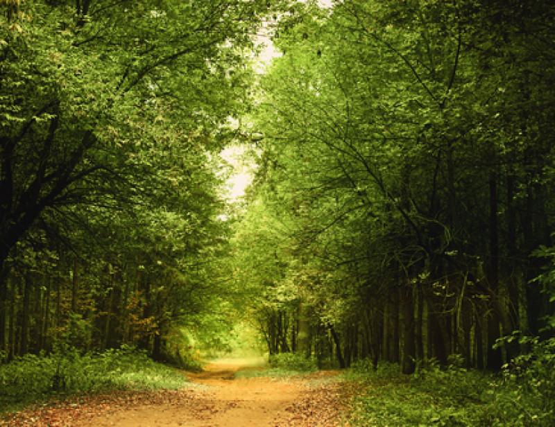 10 000 Arbres Replantes En Seine Et Marne Pour Faire Renaitre Une Foret