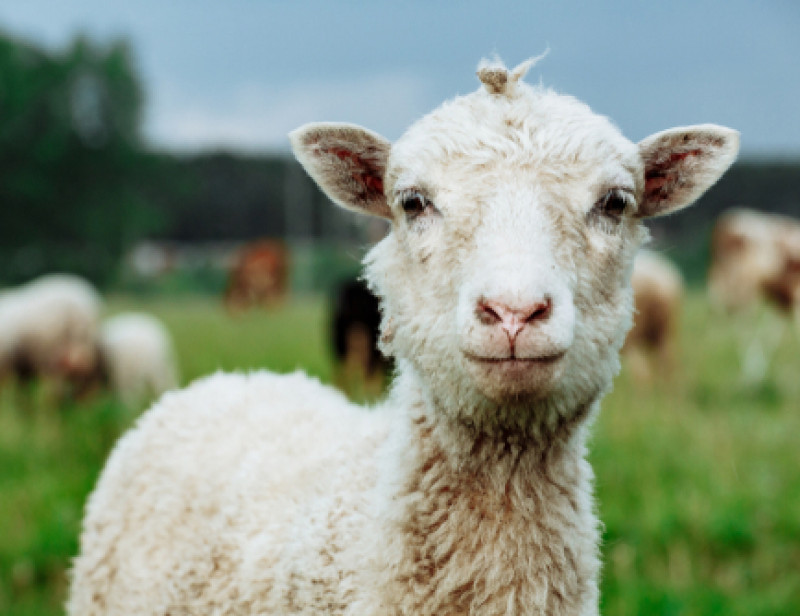 A L Affut De La Moindre Herbe Folle 27 Brebis En Transhumance Autour De Paris