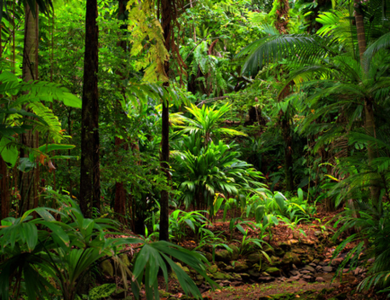 Climat Les Forets Tropicales Un Poumon Qui S Essouffle