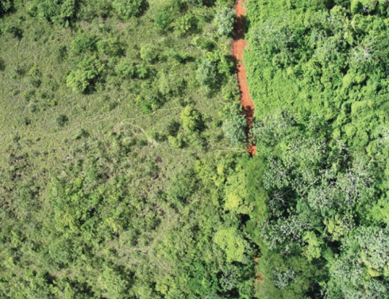 Au Costa Rica Une Foret Reprend Vie En 15 Ans Grace A Des Pelures D Orange