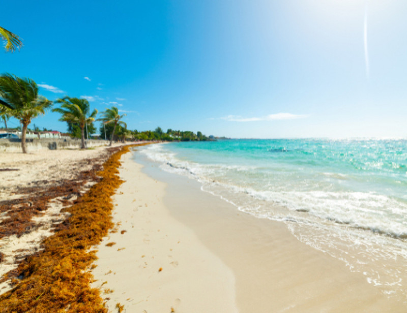 Guadeloupe Dans Lenfer Des Sargasses