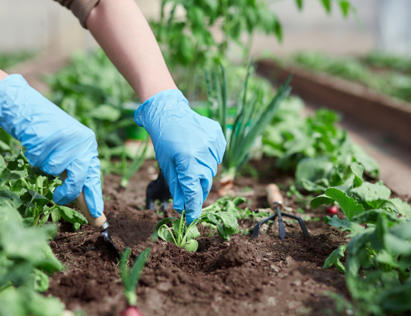 Potager: que planter et semer en février ? Shutterstock_1727557816