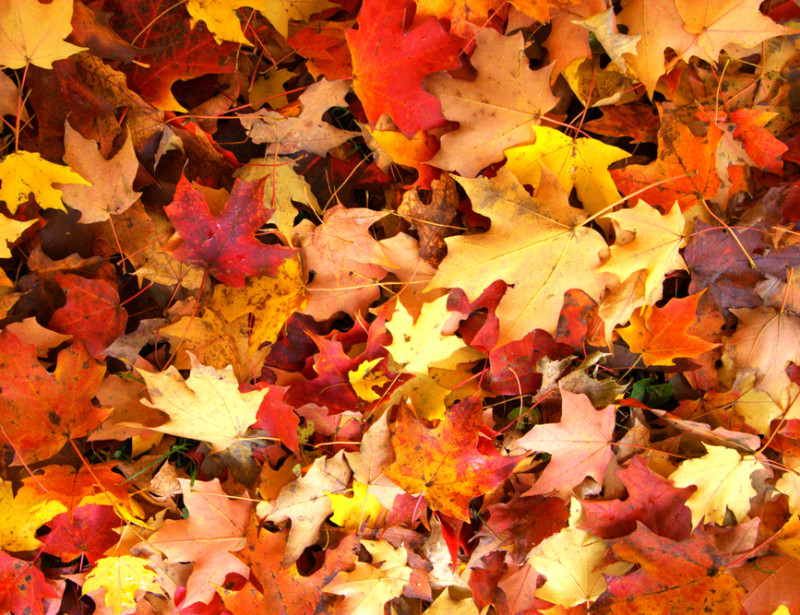 Trois Idees Pour Donner Une Seconde Vie Aux Feuilles Mortes Trois Idees Pour Donner Une Seconde Vie Aux Feuilles Mortes