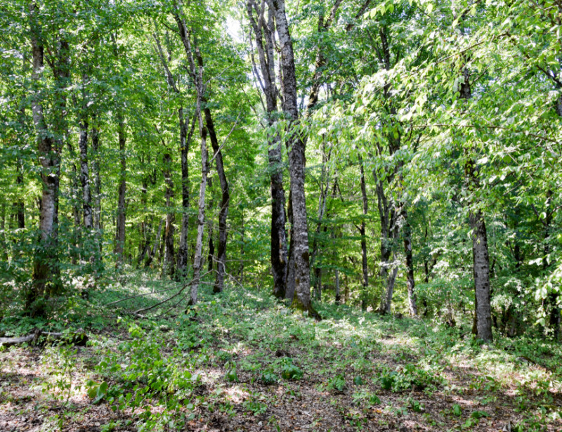 forêt de france