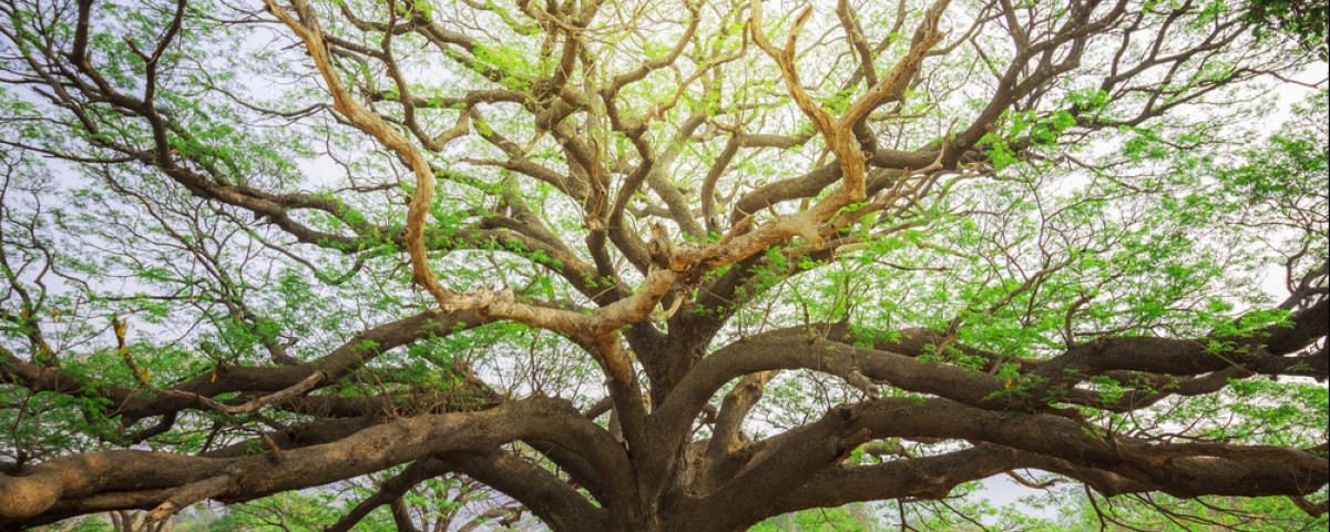 Que risque-t-on si l'on coupe un arbre sans autorisation ?