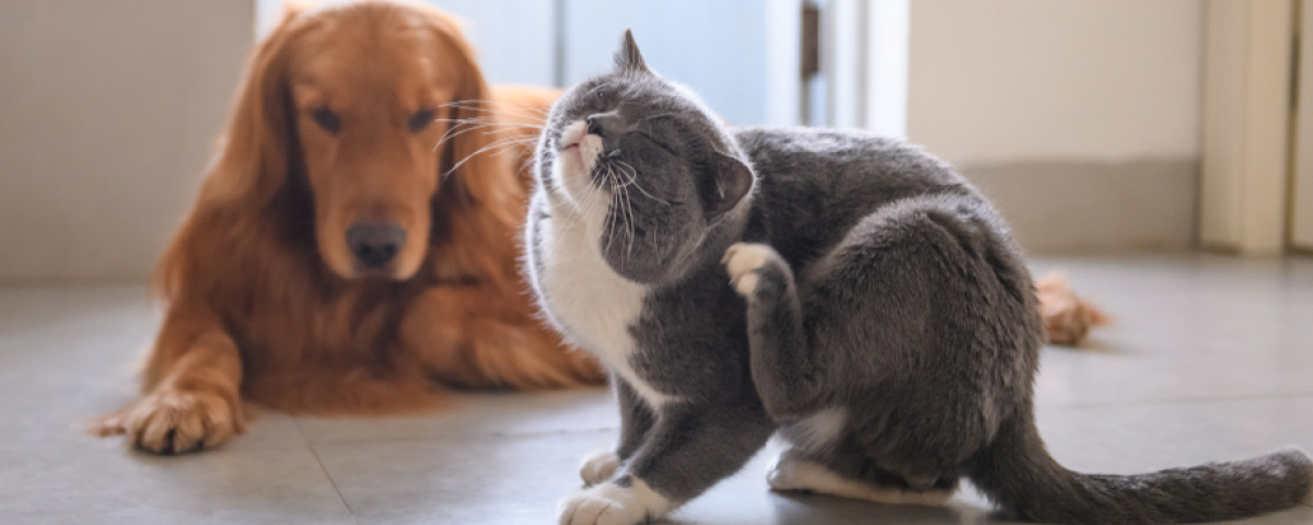 Quel anti-puce naturel pour chien choisir ? Lequel est le plus efficace ?