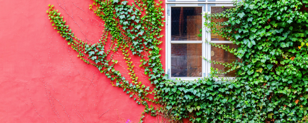 Découvrez les murs végétalisés : installation, plantes