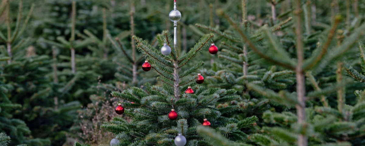 Le sapin de Noël Toute une histoire !