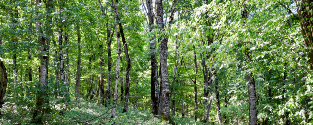 Exportation de bois : la tension monte autour des forêts françaises