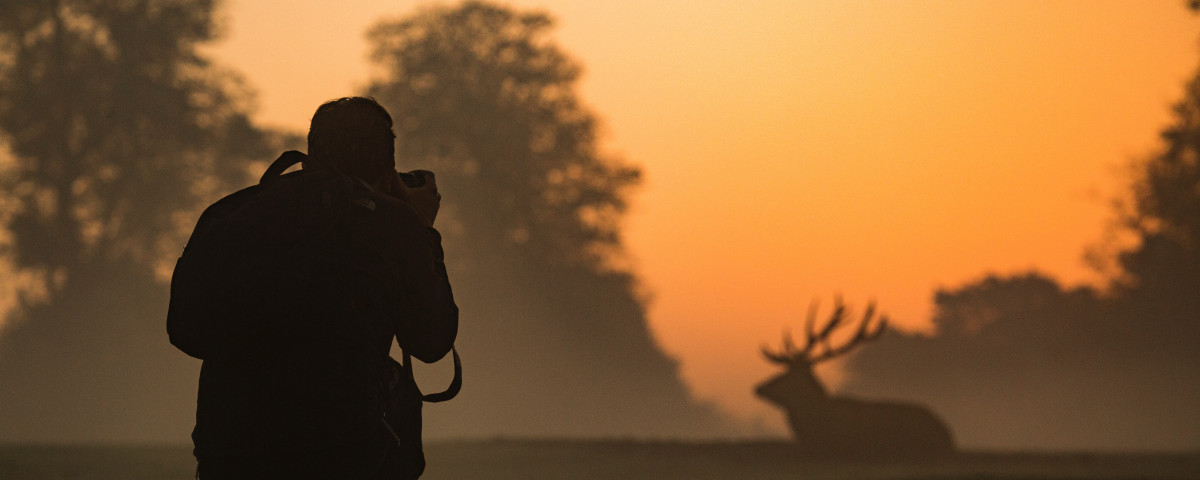 Cinq Photographes Animaliers à Découvrir