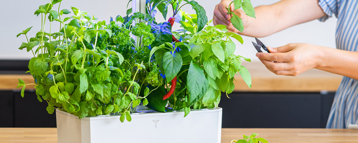 Veritable - Potagers d'intérieur made in France