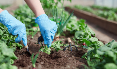 Gagnez un potager d'intérieur autonome Véritable® CLASSIC, d'une valeur de  149,90 €