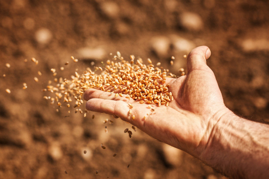 Produire ses graines et semences : que dit la loi ?