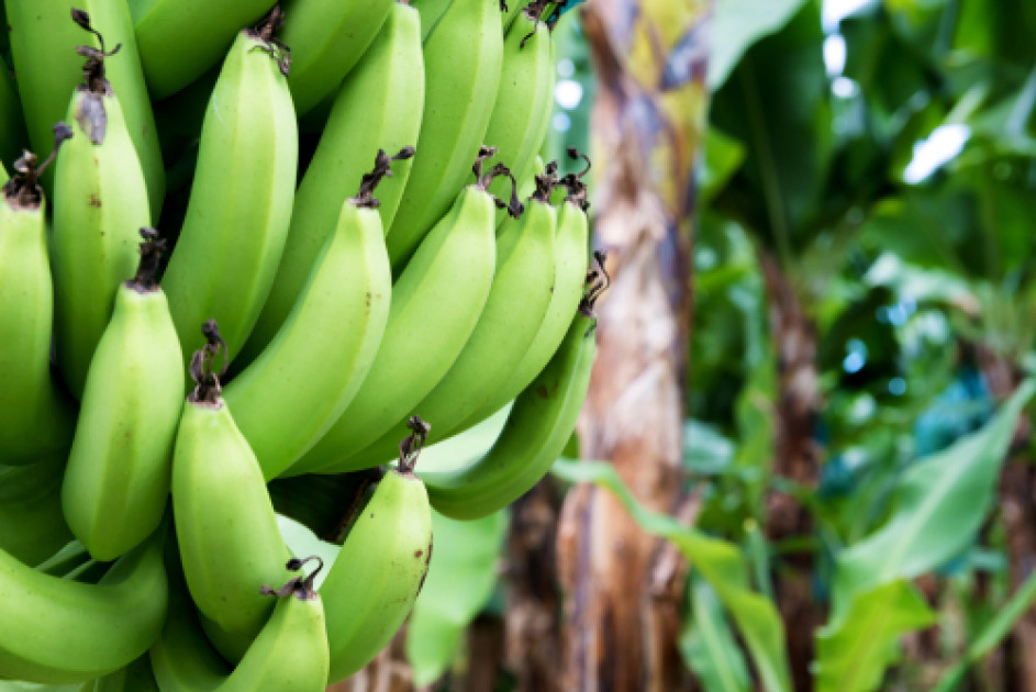 banane bio et prostate