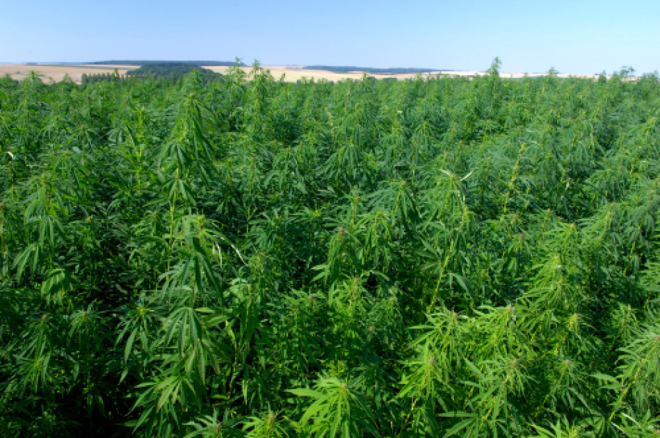 La Culture Du Chanvre Pour Fabriquer Des Ecomateriaux De Construction