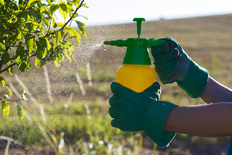 Cinq recettes pour un insecticide maison naturel