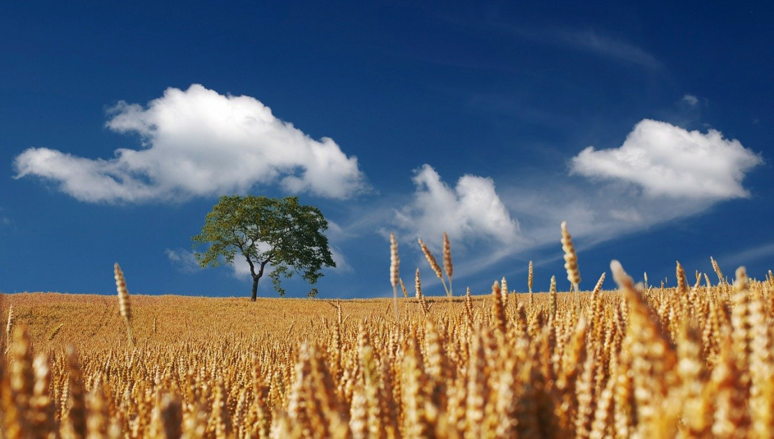 Agroforesterie  les initiatives se multiplient