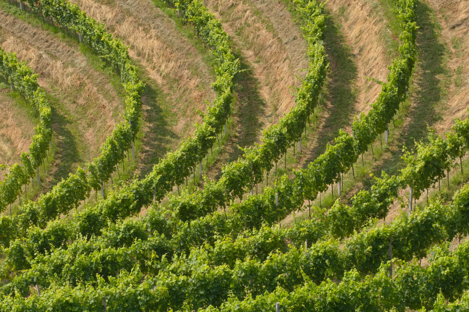 Climate, purchasing power, geopolitics… the reasons behind the global decline in wine