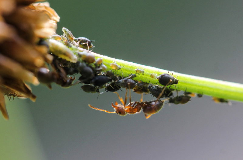 Les fourmis, plus efficaces que les pesticides